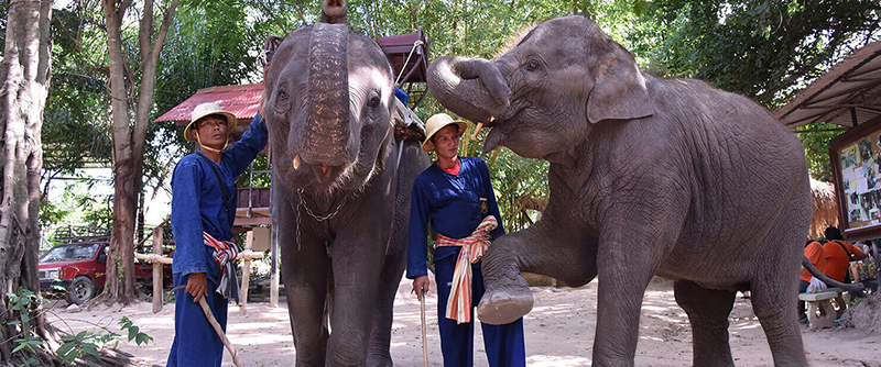 Pattaya Elephant Village
