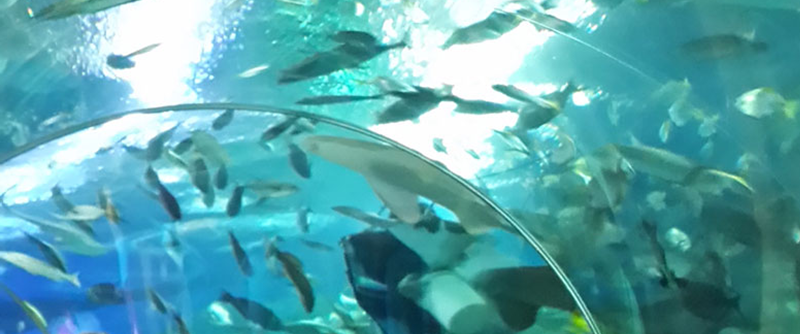 Underwater World Pattaya